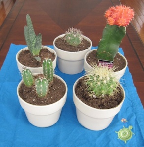 My little cactus garden